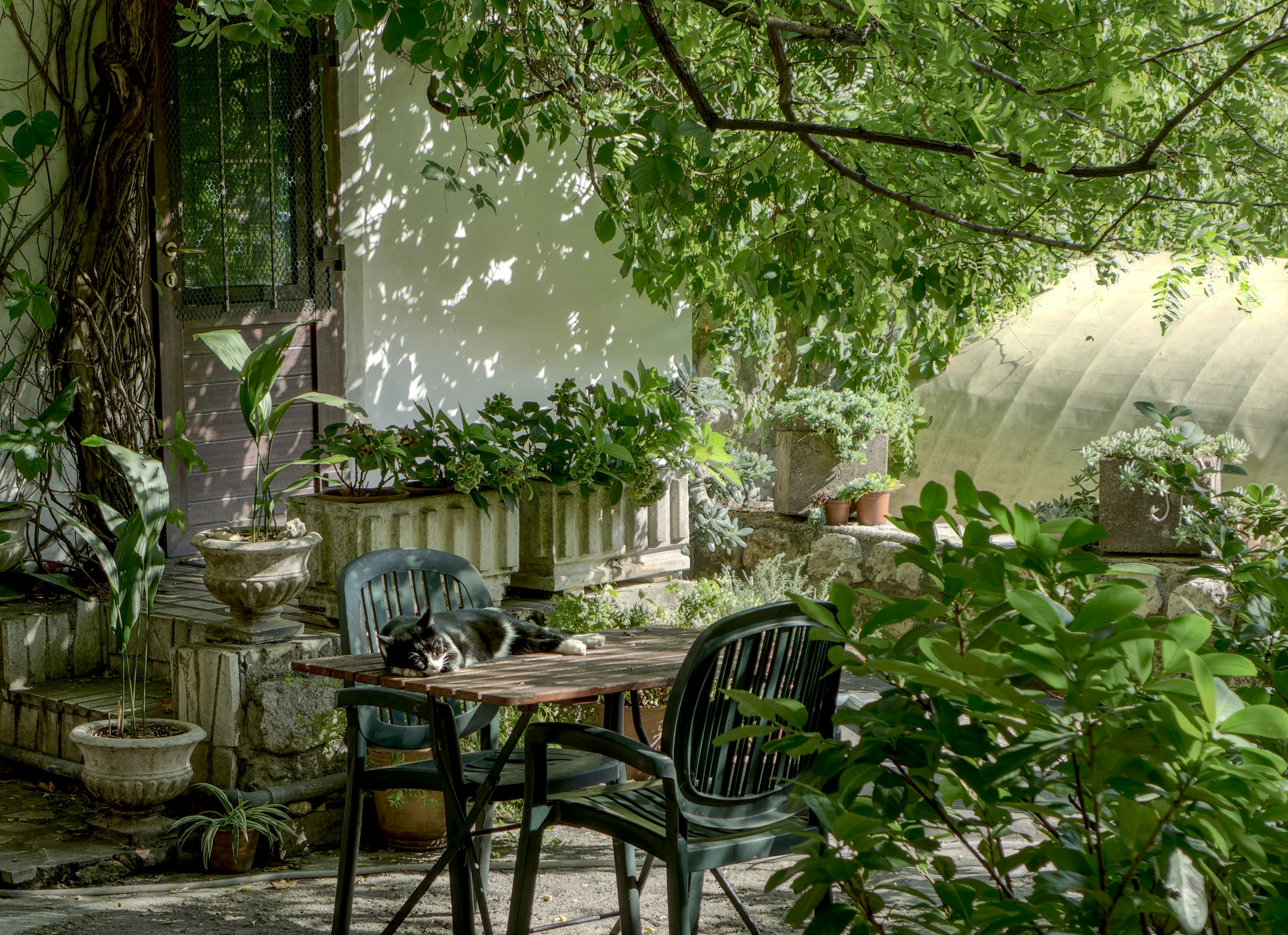 A quiet garden patio with chairs and greenery